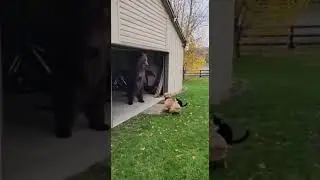 Cat and Dog Team Up to Chase a Bear Away! 😱🐶🐱#bear #cat #dog #ai