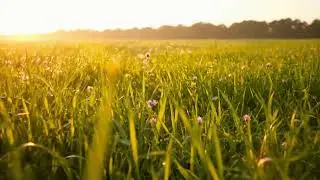 Nature Relaxing Piano 🎶 Healing Music for Anxiety and Meditation