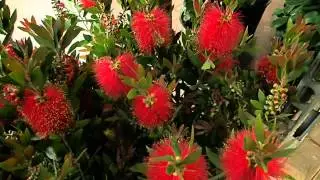 Callistemon citrinus