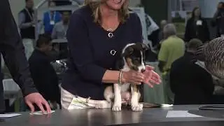 GCSAA TV Live - Golf Course Dog Giveaway Winner Announcement