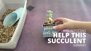 Repotting an over-watered succulent