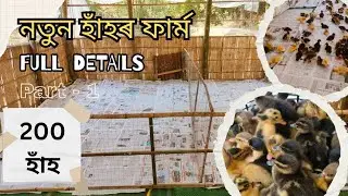 200 Ducklings Farm Setup | What I Feed My Ducklings Daily | Assamese Duck Farming Tips