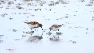 Goldcliff Birding #220 - Little Stint 4K