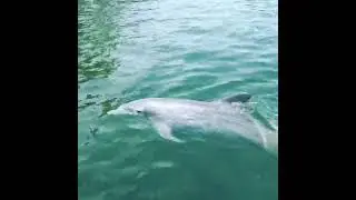 Dolphins Plus - Key Largo, FL