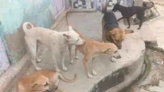 Funny Dog vs Dog Play Fight 🐶😂 | Cute Dogs Playing Together