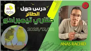 طائر الكناري تيمبرادو // ندوة من تأطير السيد // انس رشيد// A A C E
