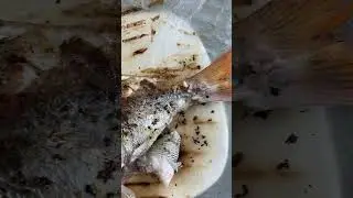 Pezzogne a bolentino a Nerano con pezzogna da 1,600kg cotta alla griglia
