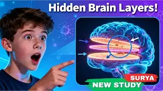 Secret Architecture of the Hippocampus Revealed: How the Brain Stores Memory