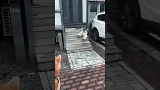 How do ducks run away ? #shorts #dog #duck #run #animals