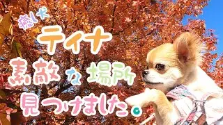 【癒し犬】こんなに素敵な場所があったなんてッ！！【ティナ】