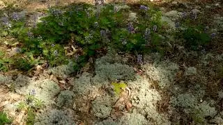 So many lupines!