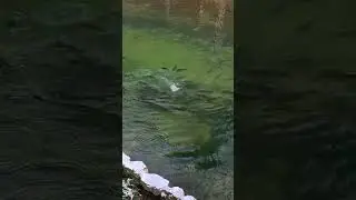 #fish #fishing #fishingtips #fishinglife #fishingvideo #fishingtrip #fishingvideos #outdoors #trout