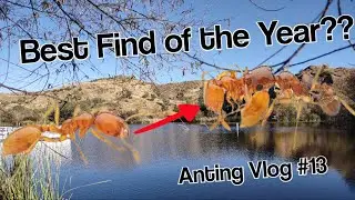 You Won't Believe What I Found Anting in Southern Arizona!!! Anting Vlog #13