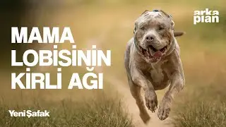 Mama lobisi deşifre oldu: Hayvanseverlik adı altında b&uuml;y&uuml;k vurgun