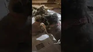 ENGLISH MASTIFF PUPPIES SOCIALIZATION WITH A MORKIE #mastiff #mastifflove #morkie #Socialization