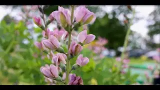 Fort Knox Community Garden promotes healthy eating and inspires community involvement