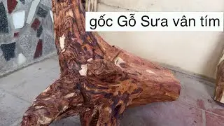 Cần Giao Lưu Gốc Gỗ Sưa Núi Đá Vân Tím Rất Đặc Sắc Nhất Của Gỗ Sưa - Gỗ Gần 30 Năm Tuổi Chất Hiếm