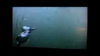 Ducks Feeding Underwater