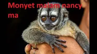 Haplorhini