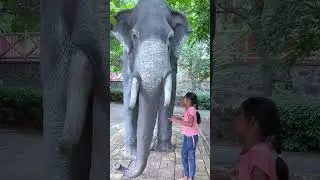 Hathi Ko Kisine Pin📍Chuba Diya 😱😭#shorts
