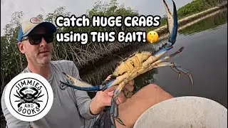 The HUGE CRABS are RUNNING! Testing Baits: Stinky Chicken or Mayan Cichlid, What Caught  BEST?