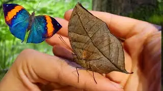 Indian Oakleaf Butterfly: Kallima inachus - Looks like a dead leaf!
