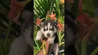 1 to 30 days life cycle of a Siberian husky puppy #husky #siberianhusky #huskylovers #huskylife