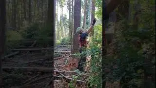 Life in the Canopy