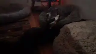 Early morning Gypsy n Raine play and grooming ❤️🐾