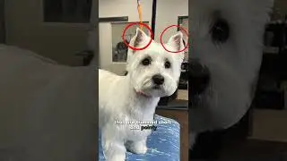 5 Secrets to THE Westie Puppy Haircut ❤️🐾