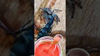 😱How a Jumping Spider Empties a Black Soldier Fly     #spider #jumpingspider #animals