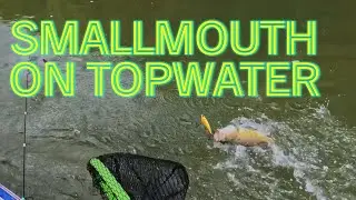 The Smallmouth Topwater Bite Remains ON at the Duck River in Middle Tennessee