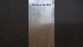 Horses in the Mist: Foggy gallop in Chantilly #horse #galloping #racehorse#coolsoundtrack