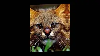 🐱пампасская кошка🐱