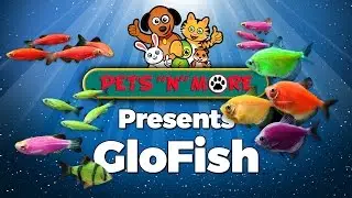 Pets 