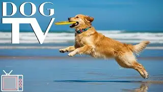 Dog TV with Music 🐾 Beach Walk for Dogs 🌊 Calming & Anti-Anxiety Music for Dogs Alone