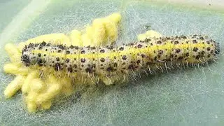 Parasites (Apanteles) à l’œuvre sur chenille de piéride du chou, par André Lequet