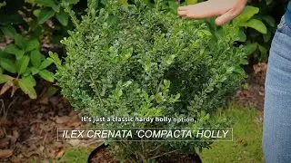 Plant Substitution Options for Landscapers: Crenata 'Compacta' Holly Comparison