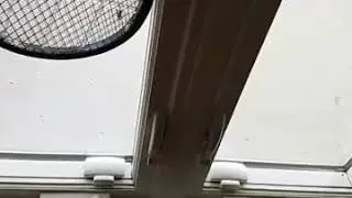 Killing wasps with electric fly swatter