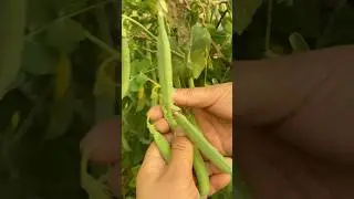 🫛🫛🫛 #peaharvest #satisfying #garden