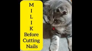 Respect cats.  How to cut the nails to the kitten at home. #respectvideo #respecr  #AlexindaShorts