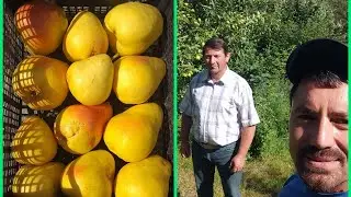 Proveniența soiurilor de 🍐pere- Poienarii de Muscel și Cap de Pisica , Marian Murarus Câmpulung 🍐🤗🍎🍏