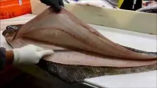 Fish Filleting- Alaskan Halibut