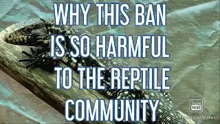 Lets Talk  About The Tegu Ban ( With Professor Herp)