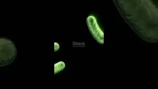 Electricity-Conducting Bacteria Found!