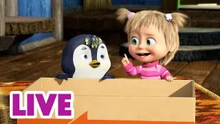 🔴 LIVE STREAM 🎬 Masha and the Bear 🧙📦 Magic from the Box 🎩🦜