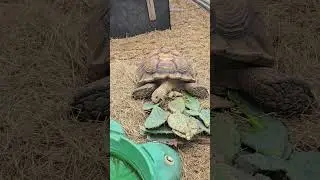 Mister Myrtle, my Tortoise eating cactus 🌵 😋