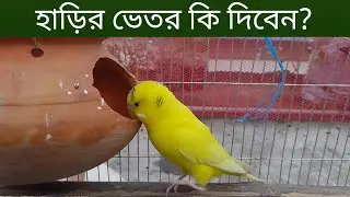 বাজরিগার পাখির হাড়িতে কি দিতে হয় | হাঁড়ির মাপ হাঁড়ির সেটাপ বাজরিগার পাখি পালন Budgie Pakhi Palon