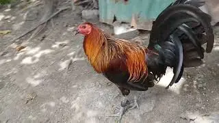 BlueFace hatch dirty legged