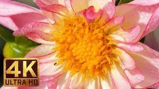 The Best Documentary Ever - MACRO FLOWERS 4K Nature Scenes with Natural Sounds | Part 1 1.5 HRS of R